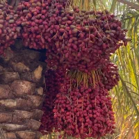 خرما|خدمات باغبانی و درختکاری|بم, |دیوار