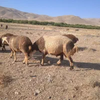 بره نر چاق
