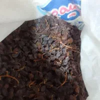 کشمش آفتابی