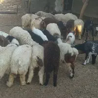 بره|حیوانات مزرعه|بهبهان, |دیوار