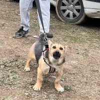 سگ فرم ژرمن