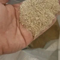 دان مرغ تخم‌گذار