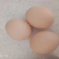 تخم مرغ محلی