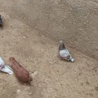 کبوتر|پرنده|ماهیدشت, |دیوار