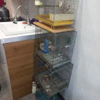 سهره نر ماده