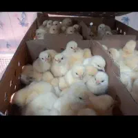 جوجه مرغ گوشتی نژاد راس