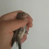 جوجه سهره قناری نر شاه تخم