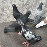 جوجه رستاخیز وشیخ