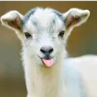 بزعاله