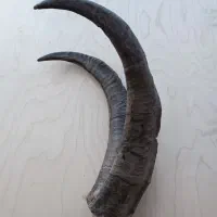 شاخ کل