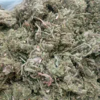مشکلات داخلی بدن(کلیه ها)رفع شدنی شدند