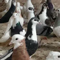 ۴۰تا رنگه کفتر از نیشابور