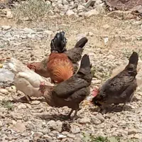 مرغ|حیوانات مزرعه|باشت, |دیوار