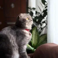 نگهداری گربه ترجیحا اسکاتیش(فروشنده نیستم)