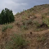 زمین-مناسب-سوله-500-متری-دور-دیوار
