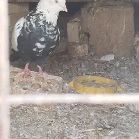 تعدادی کبوتر رنگی