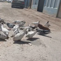 کفتر