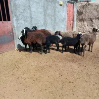 فروش میش بره دار