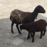 فروش بره ماده