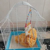 قفس پرنده ۶۰۰ هزارتومان