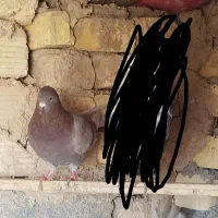 کبوتر شکار