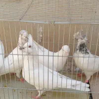 کبوتر پرشی