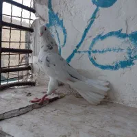 کبوتر ماده