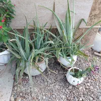 آِلوئوراگوشتی مولد بزرگ