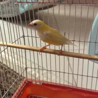 فنچ