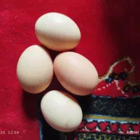 تخم‌مرغ محلی