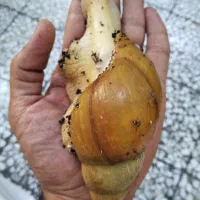حلزون آلبینو 2عدد سوپر مولد