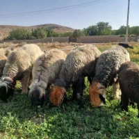 میش و بره