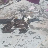 ۲ماده و ۲ نر