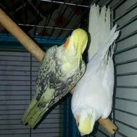 عروس هلندی جفت ، ماده تک