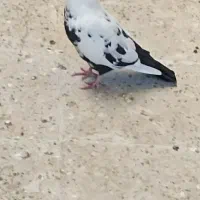 یک جفت سینه دم سیاه