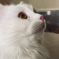 واگذاری گربه نر پرشین کراس