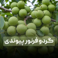فروش نهال گردو فرنور پربار +ارسال فوری