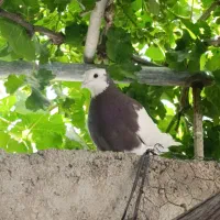 کبوتر طوقی