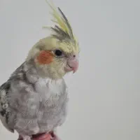 عروس هلندی رنگ خاص