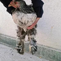 مرغ زینتی (برهما)
