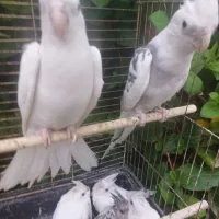 جفت البینو بدون جوجه