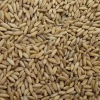 گندم دیم|عمده‌فروشی|کمره, |دیوار