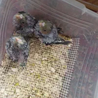 جوجه عروس هلندی