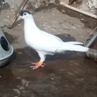 خال ماده بشرط تخم جوجه