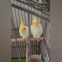 جفت عروس هلندی بالغ و تخم گذار