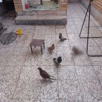 کبوتر در هویزه