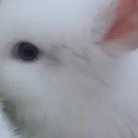 خرگوش مینی لوپ نر و ماده