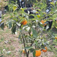 فروش قسطی نهال پرتقال گلدانی نارنگی و انواع لیمو|گل و گیاه طبیعی|دزفول, |دیوار