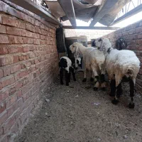 میش جری زاییده