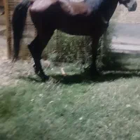 نریان عرب